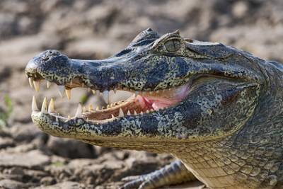 Крокодил растерзал пастуха во время банных процедур на берегу реки - lenta.ru - Хайдарабад - штат Карнатака