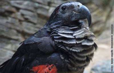 В Московском зоопарке появились краснокнижные попугаи Дракулы