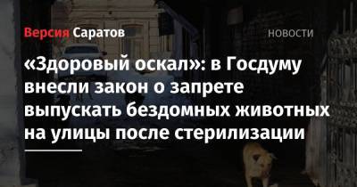 «Здоровый оскал»: в Госдуму внесли закон о запрете выпускать бездомных животных на улицы после стерилизации
