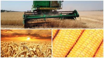 Пошлины на экспорт кукурузы и ячменя начали действовать в России