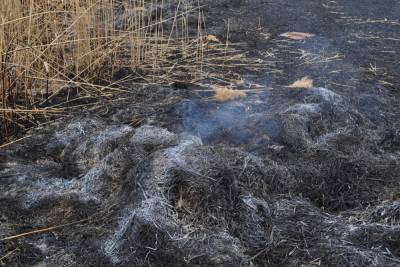 В Астрахани крупный пожар: горят заросли камыша
