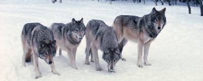 Охотники в Коми не могут получить выплаты за добытых волков