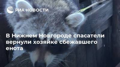 В Нижнем Новгороде спасатели вернули хозяйке сбежавшего енота