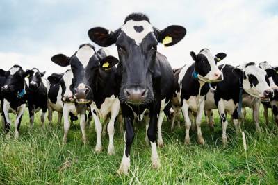 Держал коров на холоде: в Одесской области наказали фермера