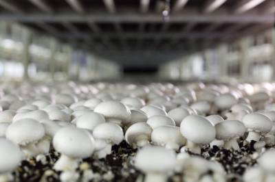 Ленобласть вошла в число лидеров по производству грибов в РФ