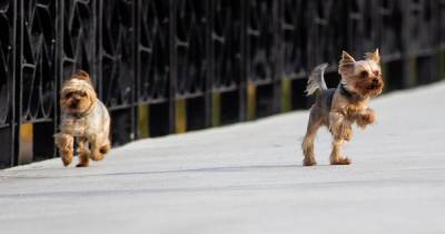 Мэрия: калининградцы воруют пакеты для сбора собачьего кала