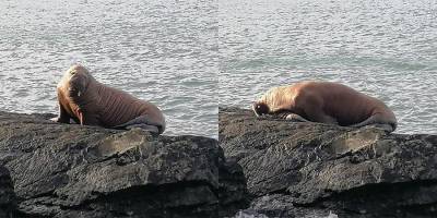 В Ирландии впервые в истории заметили моржа. Он пересек Атлантику, заснув на айсберге — видео