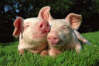 Бардалеев: Вспышка АЧС может привести к нулю поголовье свиней в Забайкалье