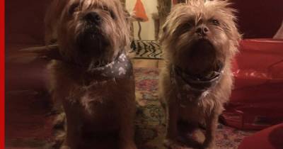 Две собаки с "человеческими" лицами стали звездами интернета