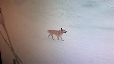 В райцентре на Ямале собака покусала шестерых детей