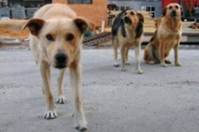 Бродячие собаки напали на 87-летнюю пенсионерку на улице Бабушкина в Чите