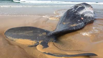У выброшенного на берег кашалота нашли шрамы от драки с гигантским кальмаром