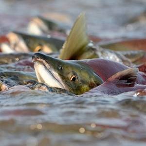 Нерестовый запрет на вылов рыбы на запорожских водоемах могут перенести