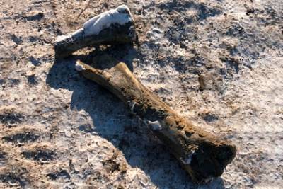 Российские коммунальщики делали ремонт и нашли кости мамонта