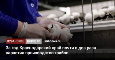 За год Краснодарский край почти в два раза нарастил производство грибов