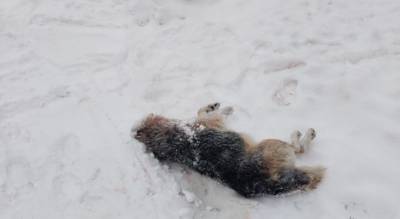 Глава предположил, кто может убивать домашних собак в деревне Ядринского района