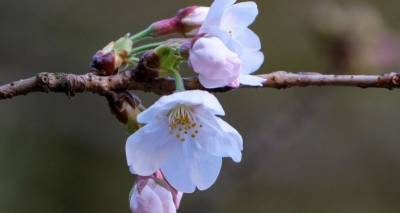 Весна близко: в Японии раньше обычного зацвела сакура