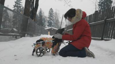Особый приют для собак-инвалидов работает в Ленинградской области.