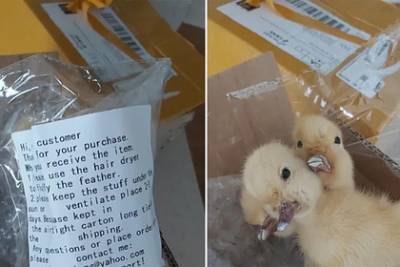 Мужчина получил по почте таинственную посылку с трехголовым чучелом утки