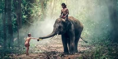 Тайские слоноводы ждут возвращения иностранных туристов