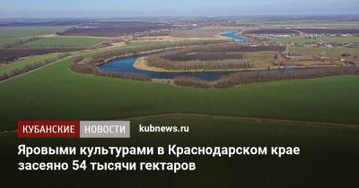 Яровыми культурами в Краснодарском крае засеяно 54 тысячи гектаров