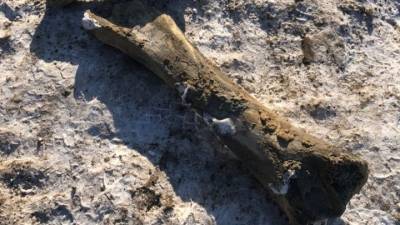 В центре Кемерова откопали кости мамонта