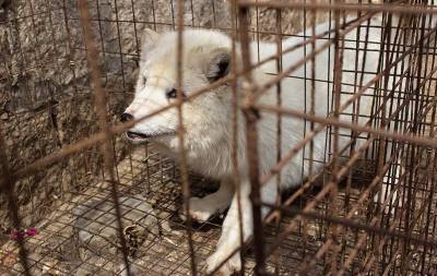 Для новых «смертоносных пандемий»: в Китае обнаружили «вирусные фабрики» с животными