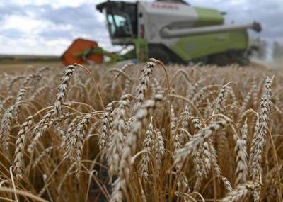 Дмитрий Рылько - Экспортные цены на пшеницу РФ продолжили снижение вслед за мировыми - smartmoney.one - Новороссийск
