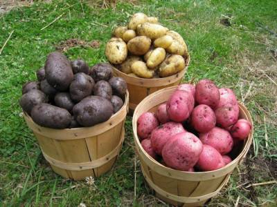 Доверие – только сертифицированным семенам и семенному картофелю
