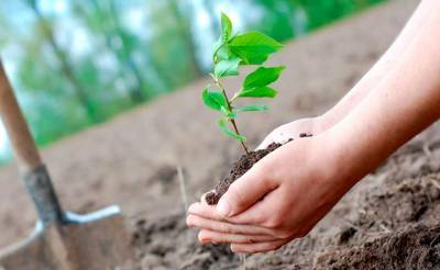 В Ташкентской области стартует акция "Зеленое будущее". Экологи и волонтеры высадят свыше 500 деревьев
