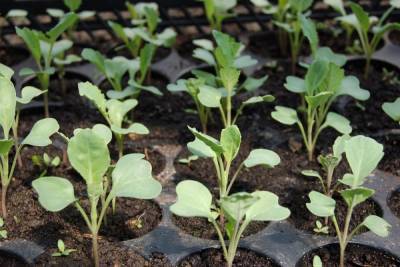 МК в Тамбове советует: в марте можно сеять капусту на рассаду