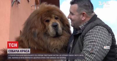 В Румынии показали самого красивого в мире пса породы тибетский мастиф