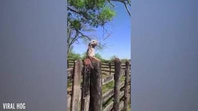 Женщина сняла на видео "птицу-призрака" с огромным ртом
