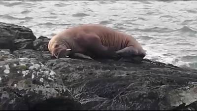 Обнаруженный впервые у берегов Ирландии морж уснул на льдине