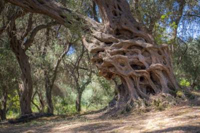 Производители оливкового масла рубят вековые деревья на дрова