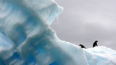 Найденные в Арктике бивни указали на изменения в климате