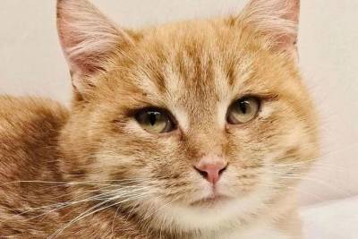 За расстрел кота Рыжика в Твери полиция завела уголовное дело