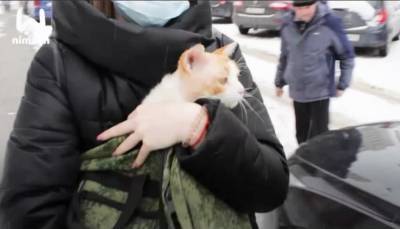 Спасенный в Кстовском районе кот вернулся к хозяевам