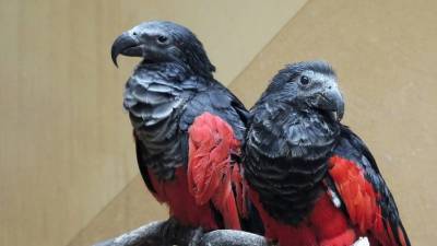 В Московском зоопарке рассказали о появлении орлиных попугаев