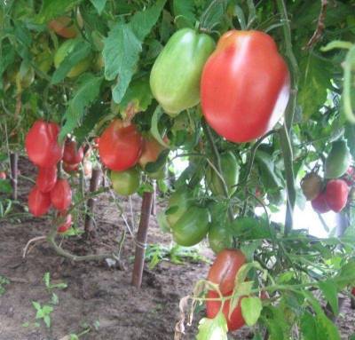 Сорт помидоров Ослиные уши: описание и отзывы