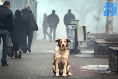Законопроект об усыплении бездомных животных внесен в Госдуму