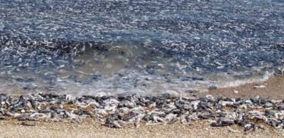 В Азовском море зафиксирована катастрофическая гибель рыбы