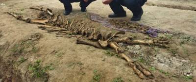 Житель Узбекистана обнаружил у себя во дворе скелет неизвестного животного
