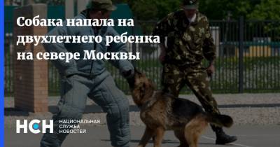 Собака напала на двухлетнего ребенка на севере Москвы