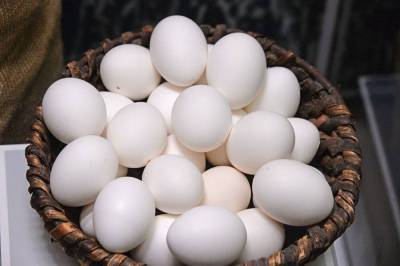 Почему куры отказываются нести яйца?