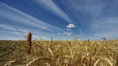 Утильспор: бизнес увидел риски роста цен на пшеницу и овощи