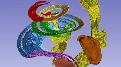 Ученые создали 3D-карту внутреннего уха человека
