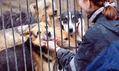 Депутаты Госдумы от «Единой России» предложили убивать бездомных животных в приютах