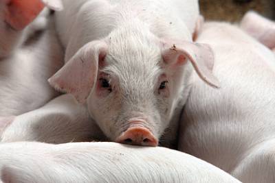 В Магадане обнаружили вспышку африканской чумы свиней