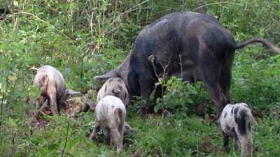 В Магадане зафиксировали вспышку африканской чумы свиней